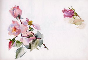 Roses, aquarelle de Jeanne Bricou (Jeanne de Vietinghoff)