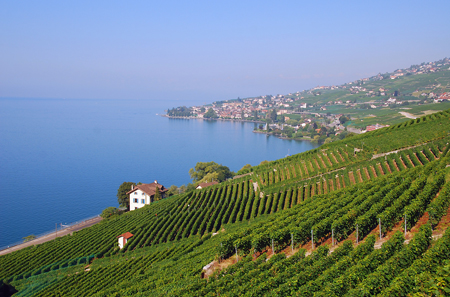 View to Cully, Lake Geneva (CC-Licence, Author Ricardo Hurtubia, Chile)